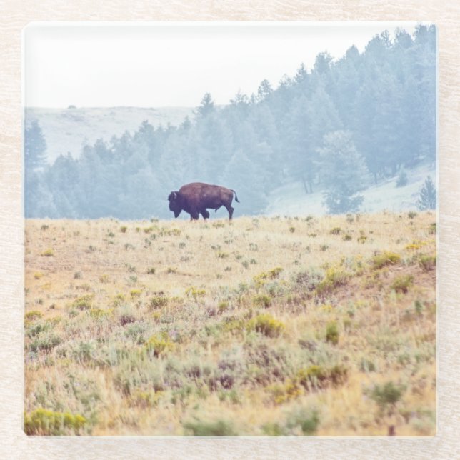 Lamar Glass Coaster (Front)