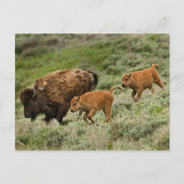 Lamar Valley Mini Stampede Postcard (Front)