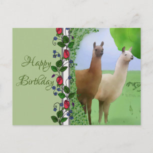 Lamas Postcard