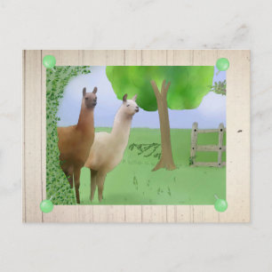 Lamas Postcard