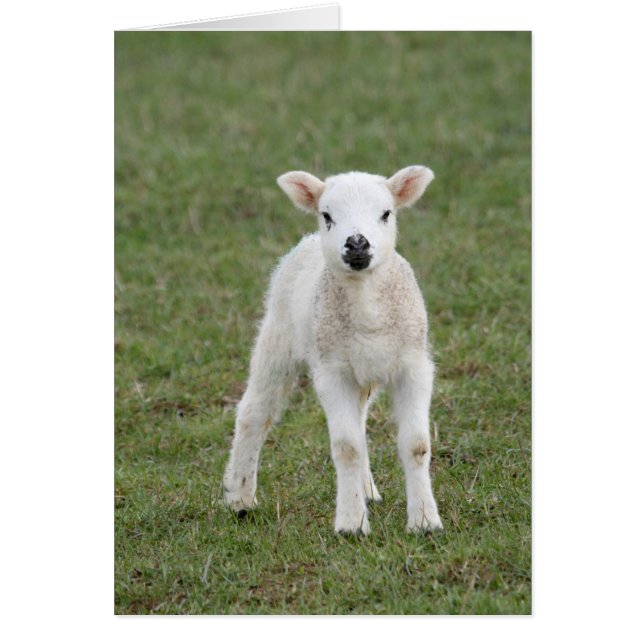 Lamb (Front)