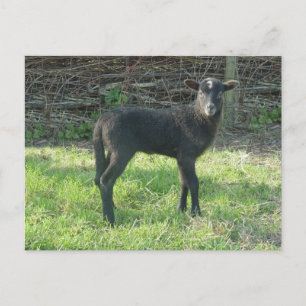 Lamb 2012 - Ladymermaid Postcard