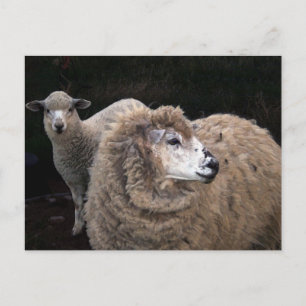 Lamb and Sheep Postcard