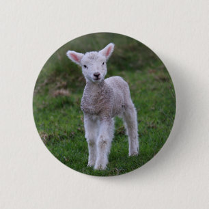 Lamb Baby Sheep Farm Animal 6 Cm Round Badge