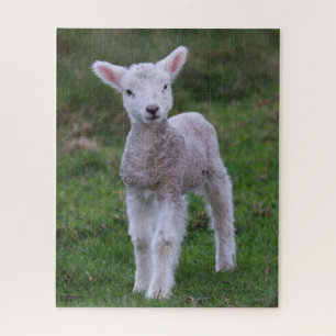 Lamb Baby Sheep Farm Animal Jigsaw Puzzle