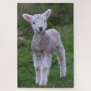 Lamb Baby Sheep Farm Animal Jigsaw Puzzle