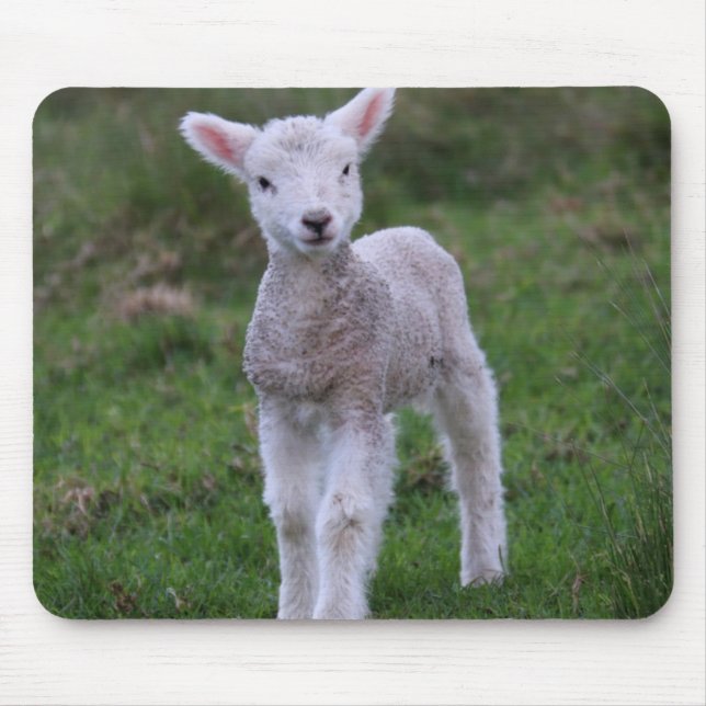 Lamb Baby Sheep Farm Animal Mouse Mat (Front)