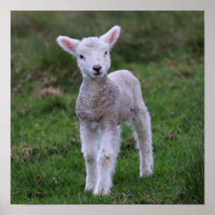 Lamb Baby Sheep Farm Animal Poster