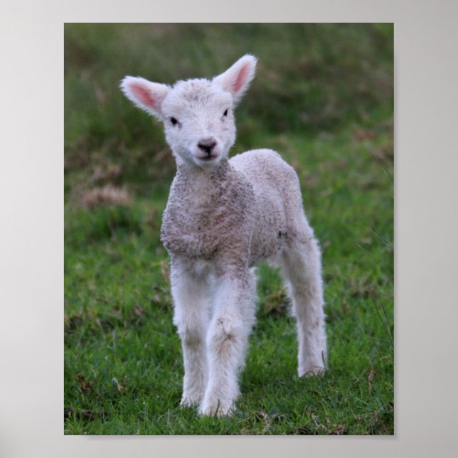Lamb Baby Sheep Farm Animal Poster (Front)