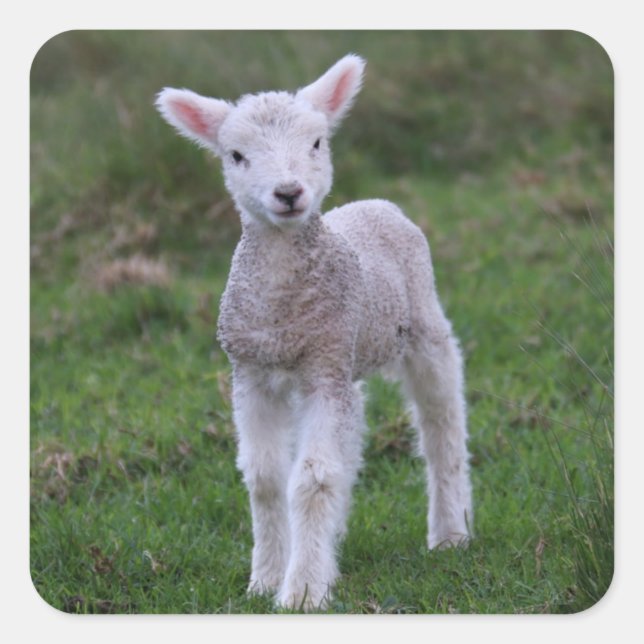 Lamb Baby Sheep Farm Animal Square Sticker (Front)