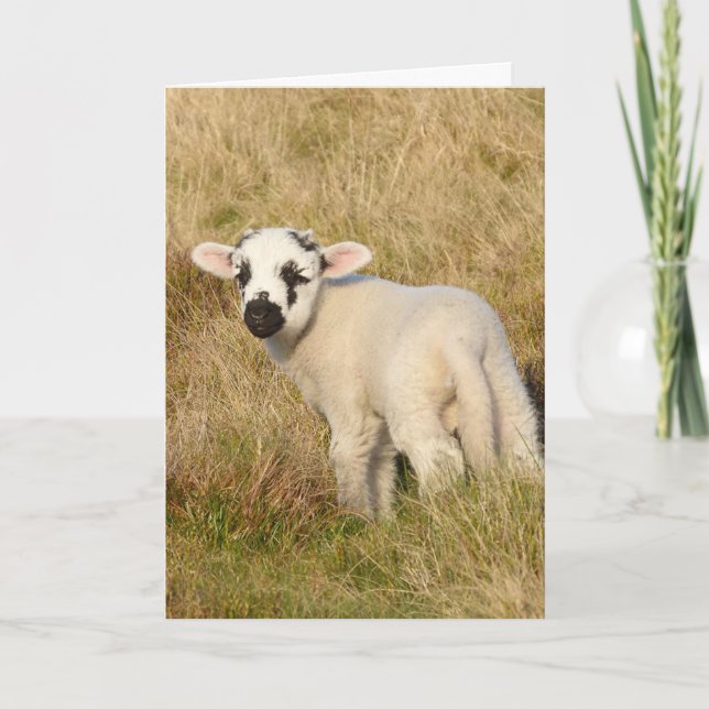Lamb Birthday card (Front)