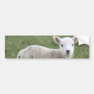 LAMB BUMPER STICKER