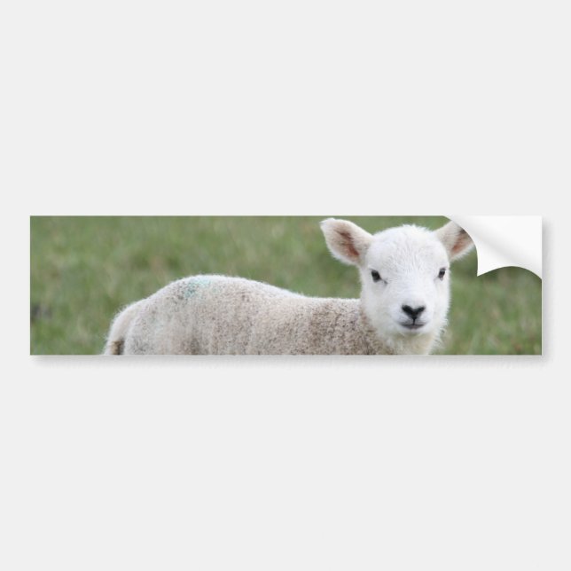 LAMB BUMPER STICKER (Front)