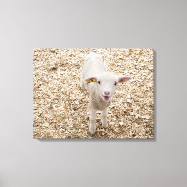 Lamb Canvas Print (Front)