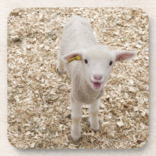 Lamb Coaster