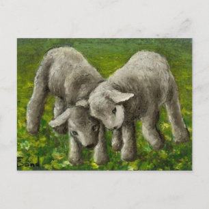 Lamb fight postcard