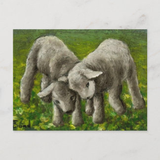 Lamb fight postcard