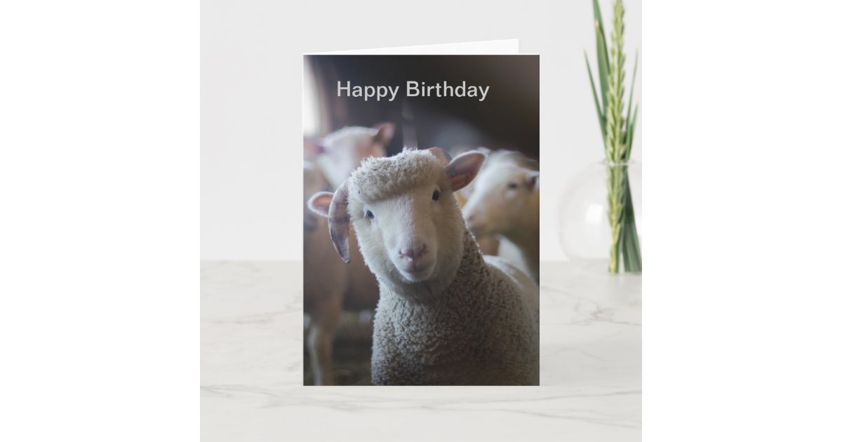 Lamb Happy Birthday Card | Zazzle.co.uk