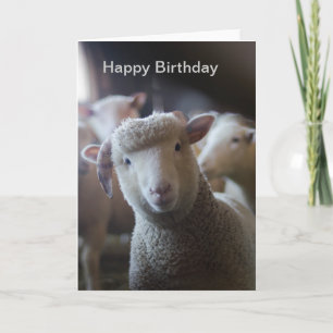 Lamb Happy Birthday Card