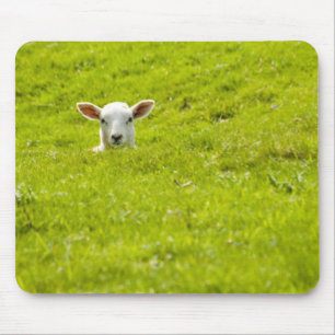 lamb in a dip mouse mat