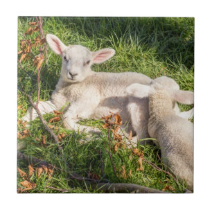 Lamb in spring tile