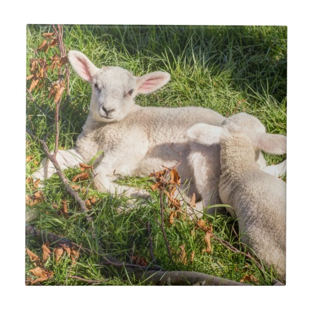 Lamb in spring tile (Front)