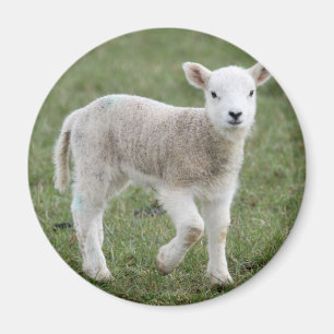 LAMB MAGNET