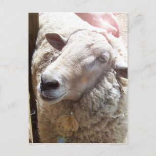 Lamb of God Christian Art Post Card