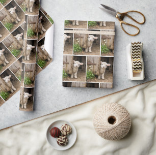 Lamb Peeking Around a Barn Door Wrapping Paper