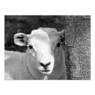 LAMB PHOTO PRINT