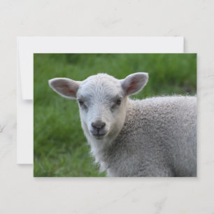 Lamb Postcard