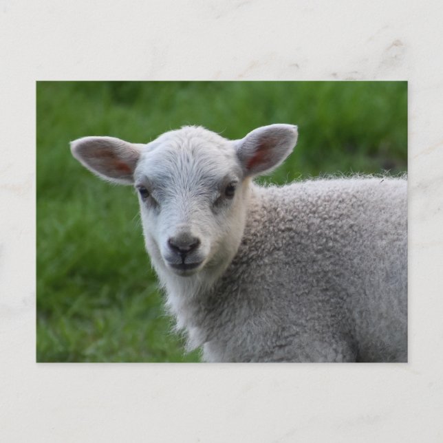 Lamb Postcard (Front)