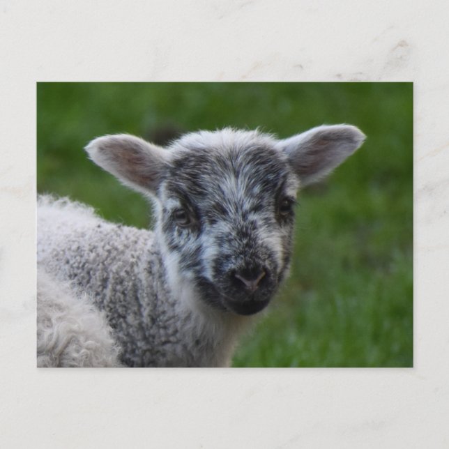 Lamb  postcard (Front)