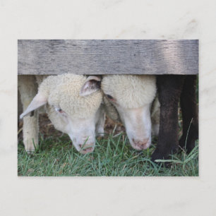 Lamb postcard