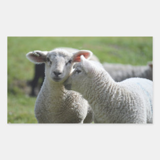 lamb rectangular sticker