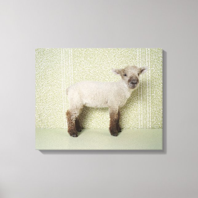 Lamb Standing Indoors, and Floral Wallpaper Canvas Print (Front)