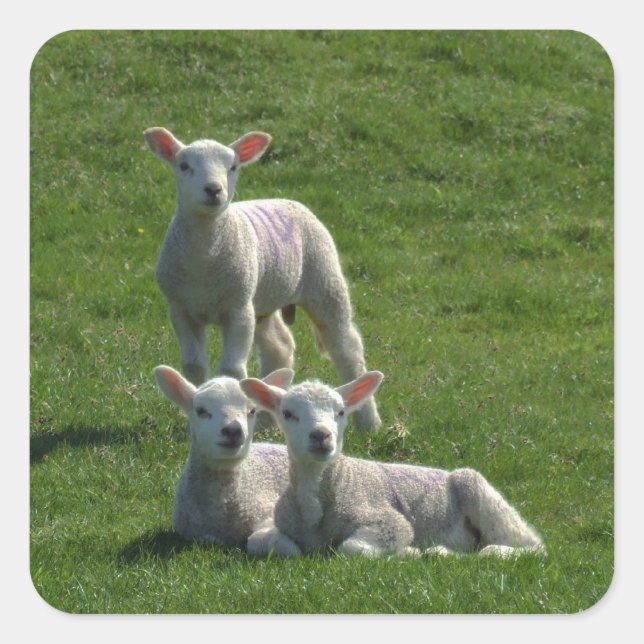 Lamb Stickers (Front)