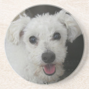 Lambchop the Poodle Coaster