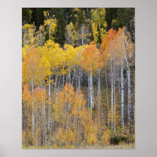 Lambert Hollow, aspen trees 3 Poster