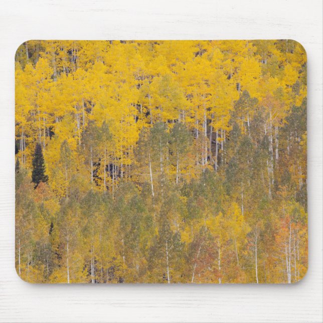 Lambert Hollow, aspen trees Mouse Mat (Front)