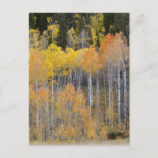 Lambert Hollow, aspen trees Postcard (Front)