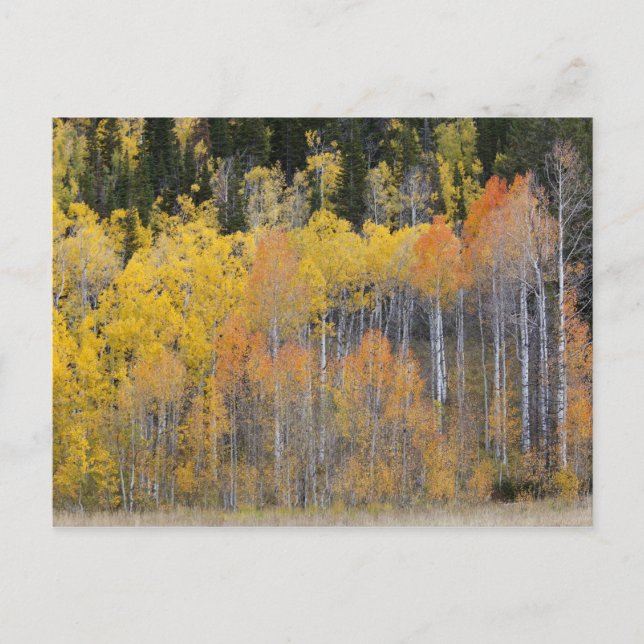 Lambert Hollow, aspen trees Postcard (Front)