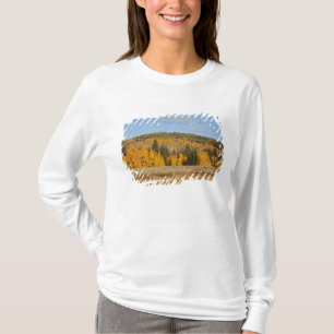 Lambert Hollow, aspen trees T-Shirt