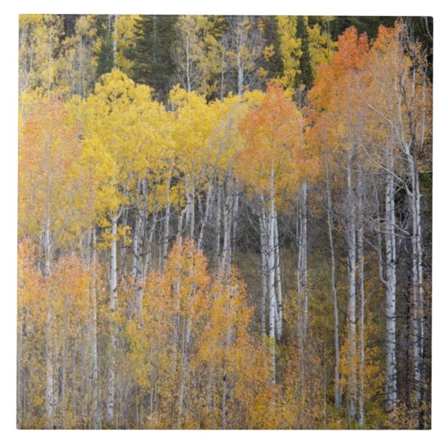 Lambert Hollow, aspen trees Tile (Front)