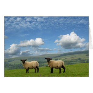 Lambs
