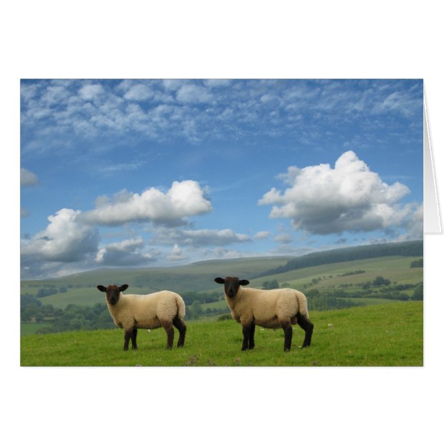 Lambs (Front Horizontal)