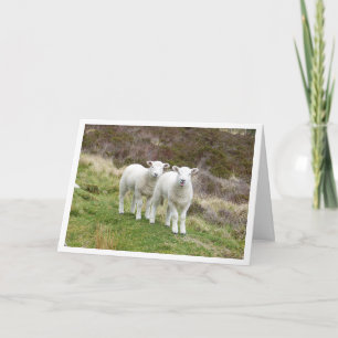 Lambs Birthday card