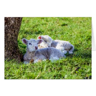 Lambs Card