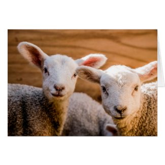 Lambs Card
