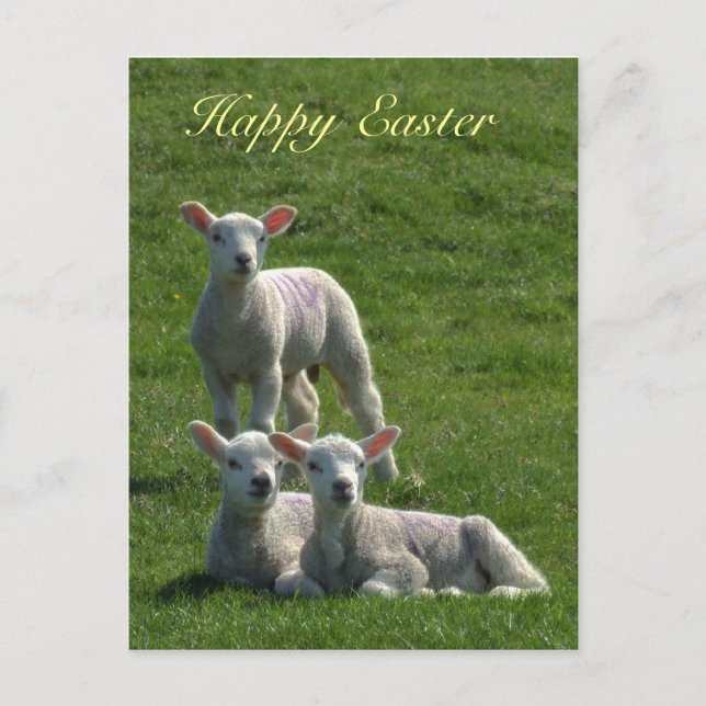 Lambs Easter Postcard (Front)